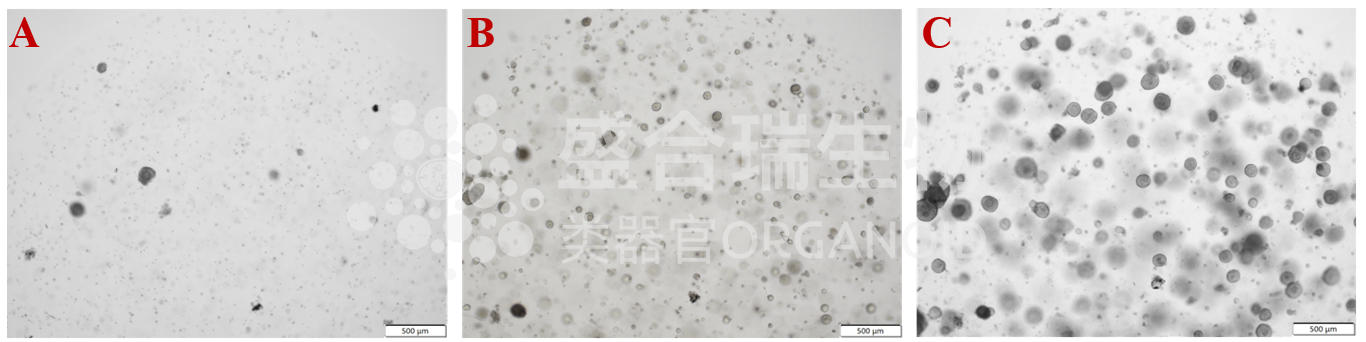小鼠食管类器官传代培养生长过程图
