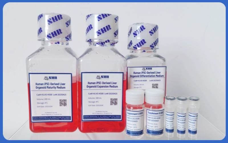 hiPSC定向分化类器官试剂盒