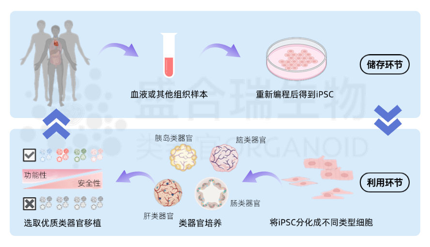 hiPSC类器官平台